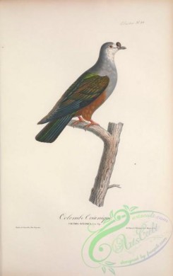 pigeons-00205 - 024-Micronesian Imperial-Pigeon, columba oceanica