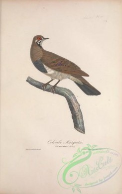 pigeons-00214 - 033-Squatter Pigeon, columba scripta