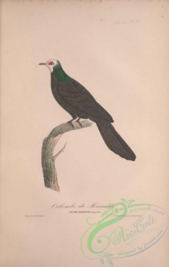 pigeons-00227 - 046-White-faced Cuckoo-Dove, columba manadensis