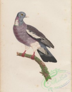 pigeons-00254 - 013-Common Wood-Pigeon, columba palumbus