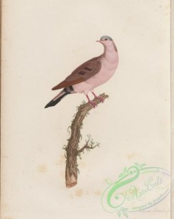 pigeons-00291 - 050-Blue-spotted Wood-Dove, columba afra