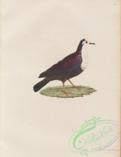 pigeons-00308 - 067-columba erythoptera