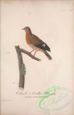 pigeons-00365 - 037-columba aurita hornotinus
