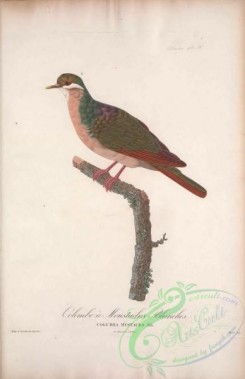 pigeons-00396 - 068-Bridled Quail-Dove, columba mystacea