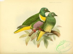 pigeons-00455 - Yellow-bibbed Fruit-Dove (speciosus)
