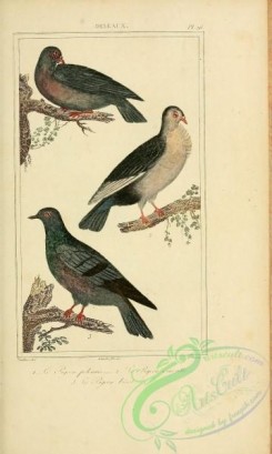 pigeons-00475 - 028-Pigeons