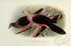 pigeons-00539 - Bar-tailed Cuckoo-Dove