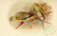 pigeons-00572 - Pin-tailed Green Pigeon
