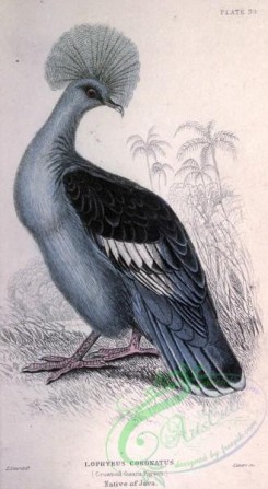 pigeons-00604 - Crowned Goura Pigeon, lophyrus coronatus