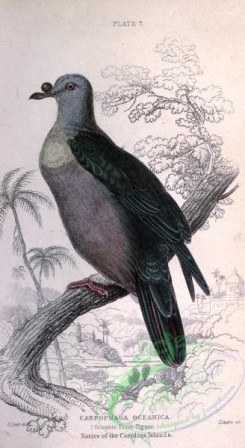 pigeons-00609 - Oceanic Fruit-Pigeon, carpophaga oceanica