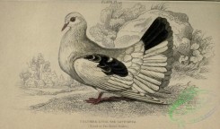 pigeons-00628 - Broad or Fan-tailed Shaker, columba livia laticauda