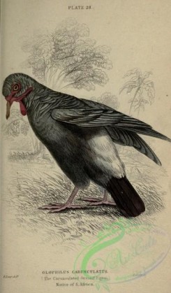 pigeons-00630 - Carunoulated Ground Pigeon, glophilus carunculatus