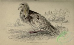 pigeons-00636 - Jacobine Pigeon, columba livia cucullata