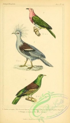 pigeons-00660 - Crowned Pigeon, Porphyry Pigeon, Spicy Vinago