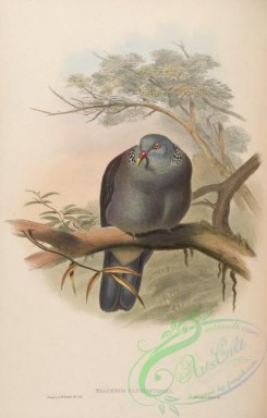 pigeons-00680 - Elphinstone's Wood-Pigeon