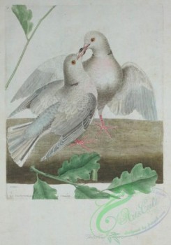 pigeons-00700 - Turtle Dove