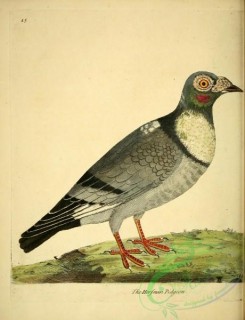 pigeons-00717 - Horsman Pigeon