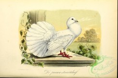 pigeons-00774 - Fantail pigeon