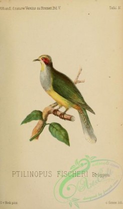 pigeons-00888 - Red-eared Fruit-Dove, ptilinopus fischeri