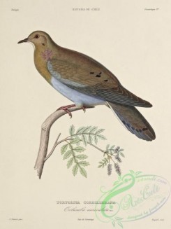 pigeons-00904 - columba auriculata