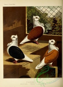 pigeons-00923 - Black Turbit Pigeon, Red Turbit Pigeon, Yellow Turbit Pigeon