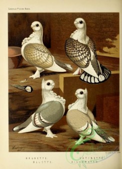 pigeons-00937 - Brunette Pigeon, Bluette Pigeon, Satinette Pigeon, Silverette Pigeon