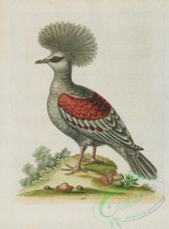 pigeons-00960 - 338-Great crowned Indian Pigeon, columba magna cristata indica