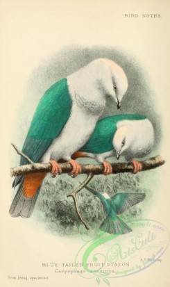 pigeons-01019 - Blue-tailed Fruit Pigeon, carpophaga concinna