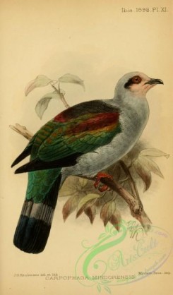 pigeons-01032 - Mindoro Imperial-Pigeon, carpophaga mindorensis