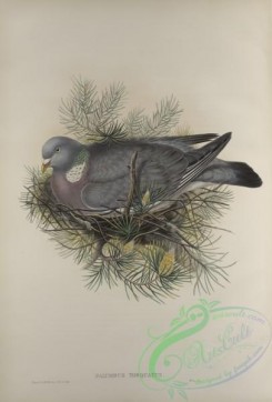pigeons-01051 - 431-Palumbus torquatus, Wood-Pigeon, or Cushat