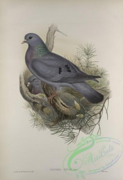 pigeons-01052 - 432-Columba oenas, Stock-Dove