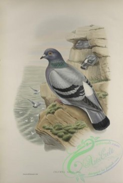 pigeons-01053 - 433-Columba livia, Rock-Pigeon