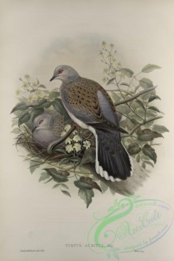 pigeons-01054 - 434-Turtur auritus, Turtle-Dove