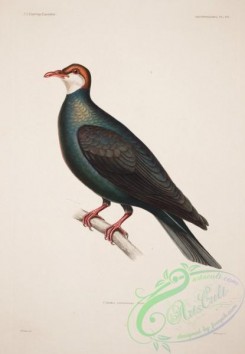 pigeons-01174 - columba castaneiceps