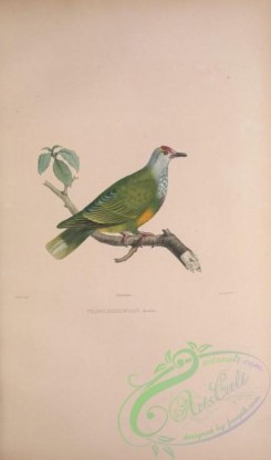 pigeons-01196 - ptilopus roseicapillus