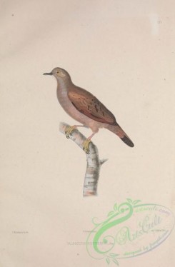 pigeons-01201 - talpacotia rufipennis