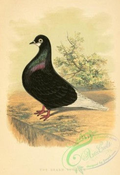pigeons-01225 - Beard Tumbler