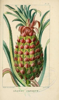 pineapple-00009 - ananas, Pine-apple [2119x3581]