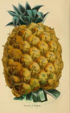 pineapple-00012 - Ananas, Pine-apple [2150x3467]