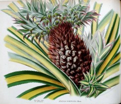 pineapple-00017 - ananas porteana, Pine-apple [2026x1738]