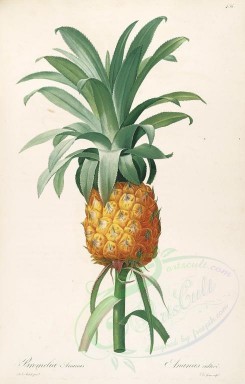 pineapple-00021 - Ananas, Pine-apple [3963x6207]