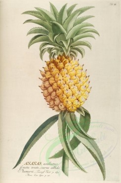 pineapple-00022 - Ananas, Pine-apple [2505x3801]