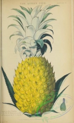 pineapple-00026 - Queen Pineapple