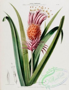 pineapple-00028 - bromelia