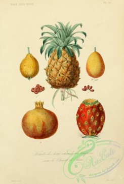 pineapple-00030 - 051-psidium pyriferum, passiflora caerulea, bromelia ananas, punica granatum, cactus opuntia