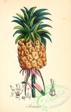 pineapple-00031 - Ananas