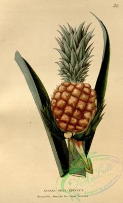 pineapple-00033 - bromelia ananas semi serrata
