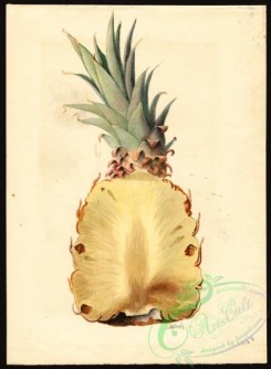 pineapple-00034 - 7369 - Ananas comosus - Pineapple