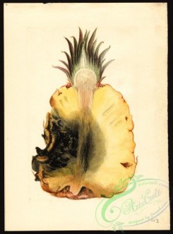 pineapple-00038 - 7373 - Ananas comosus - Pineapple