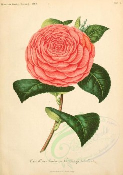 pink_flowers-00005 - camellia madame domage [1983x2836]